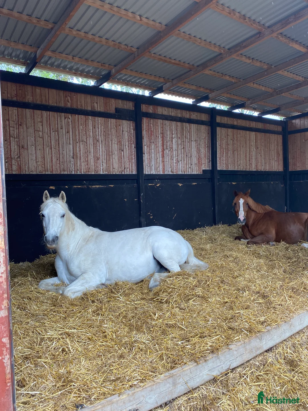  stallplats finnes: Konvalescens/Lösdrift/Unghäst samt pensionärshem i Enköping - Annons 3