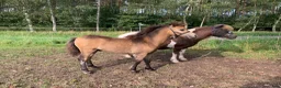 Allround hästar till salu: Fin ponny för framtiden  i Sjöbo - Annons 5