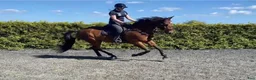 Hoppning hästar till salu: Sportig hopphäst med bra gångarter - Annons 1