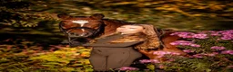 Dressyr hästar till salu: Top FEI pony  - Annons 17