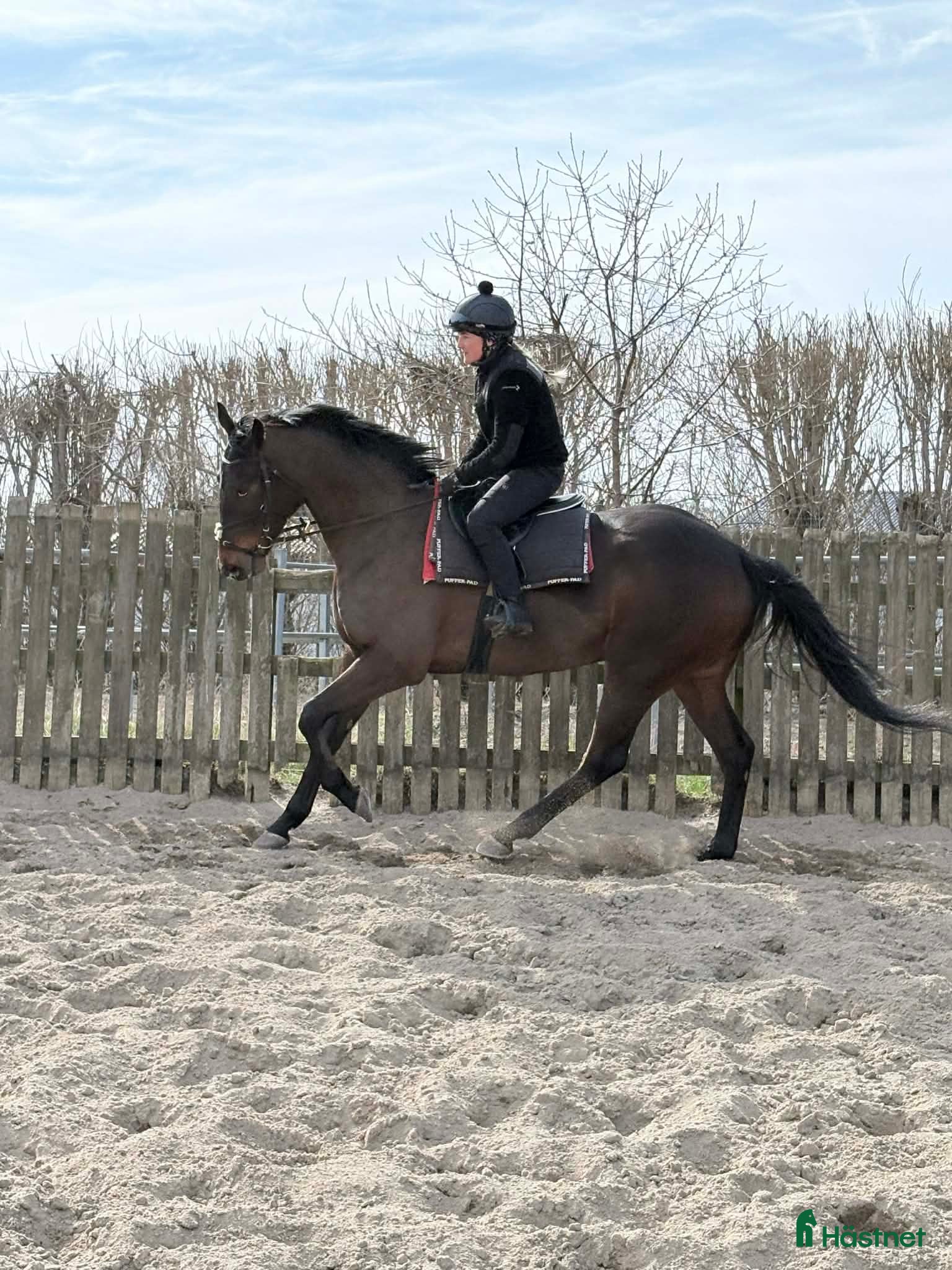  hästar Fullblod med förutsättning till vad man vill. - Annons 8