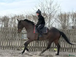 hästar Fullblod med förutsättning till vad man vill. - Annons 8