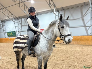 hästar Supersnäll drömponny! i Västra Tunhem - Annons 10