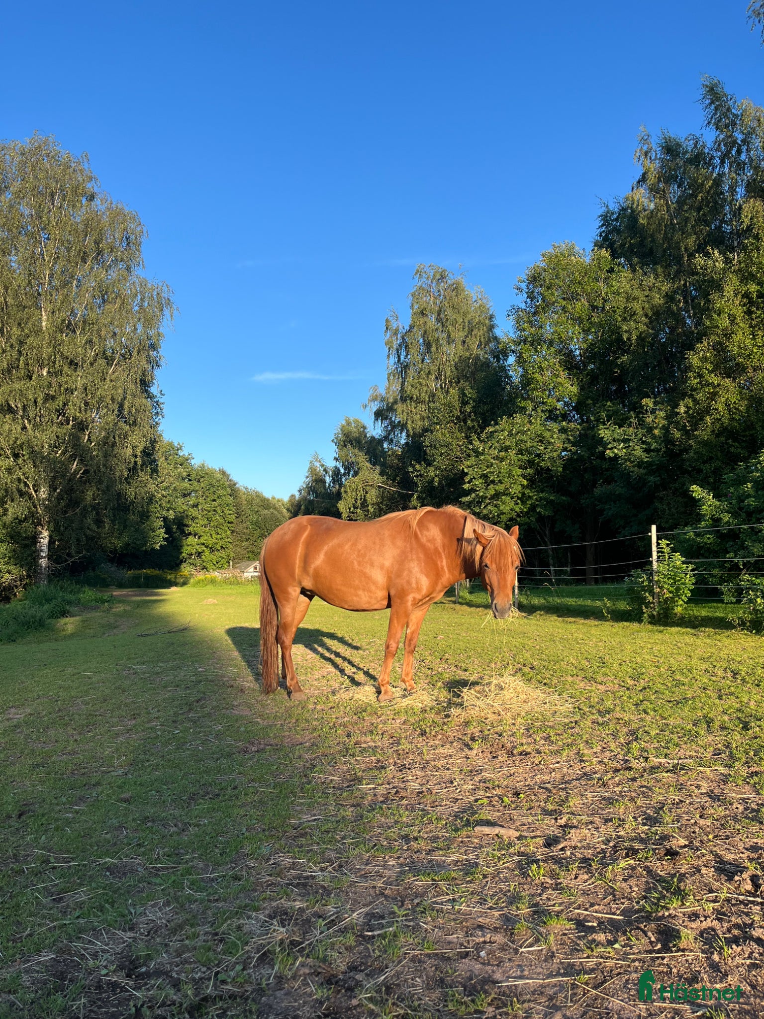  hästar Russ sto säljes till ridning, körning eller avel - Annons 6