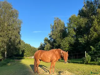 hästar Russ sto säljes till ridning, körning eller avel - Annons 7