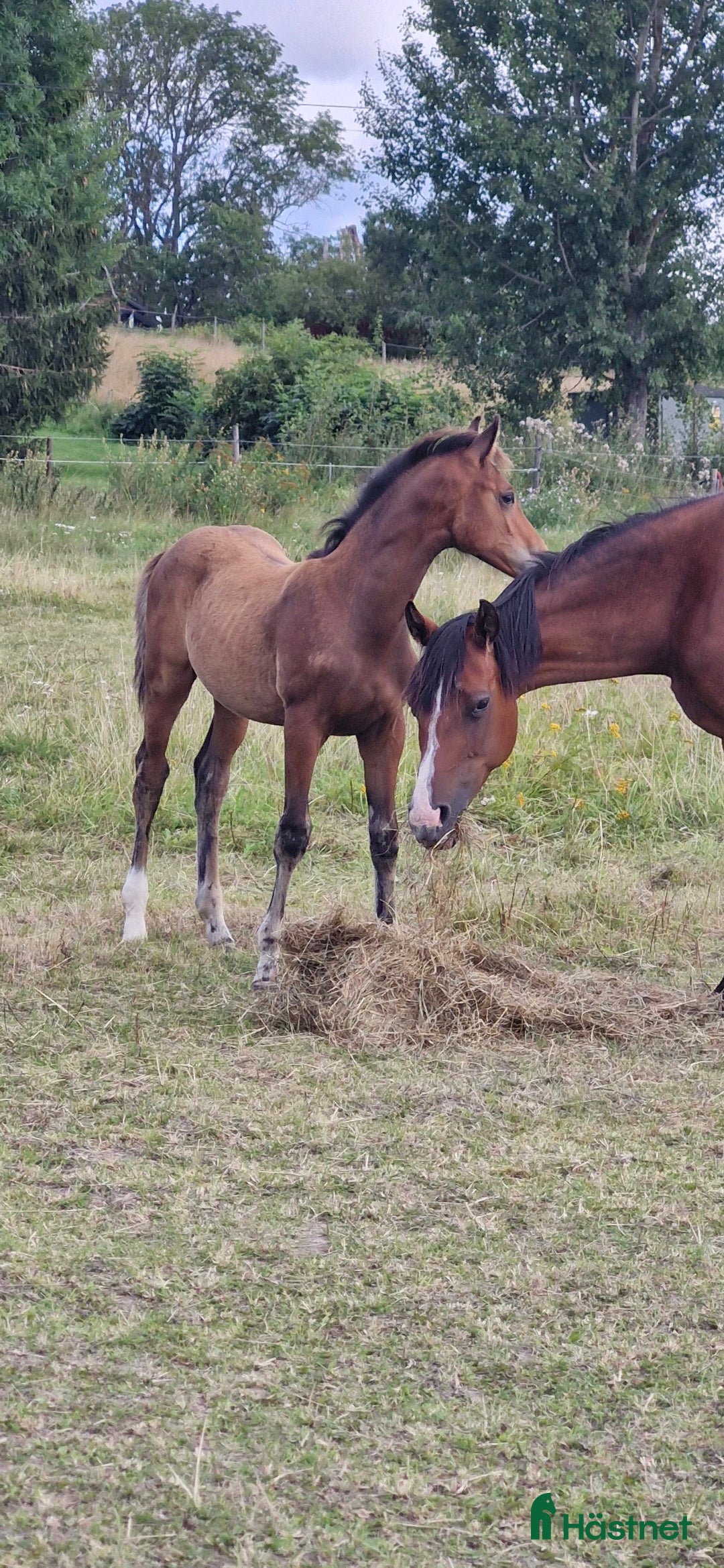 Dressyr hästar till salu: Hingst e Skyline To B i Fjärdhundra - Annons 3