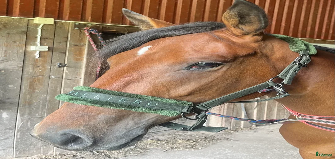 Galleribild {{count}}