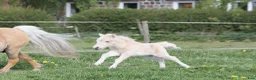 Allround hästar till salu: Palomino sto føl  - Annons 1