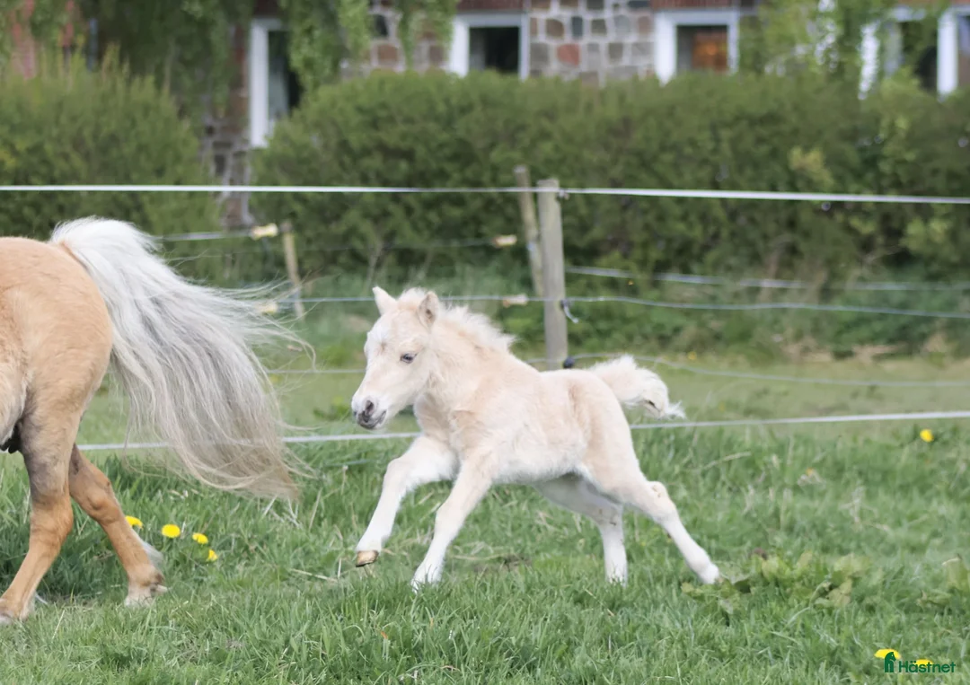 Allround hästar till salu: Palomino sto føl  - Annons 1