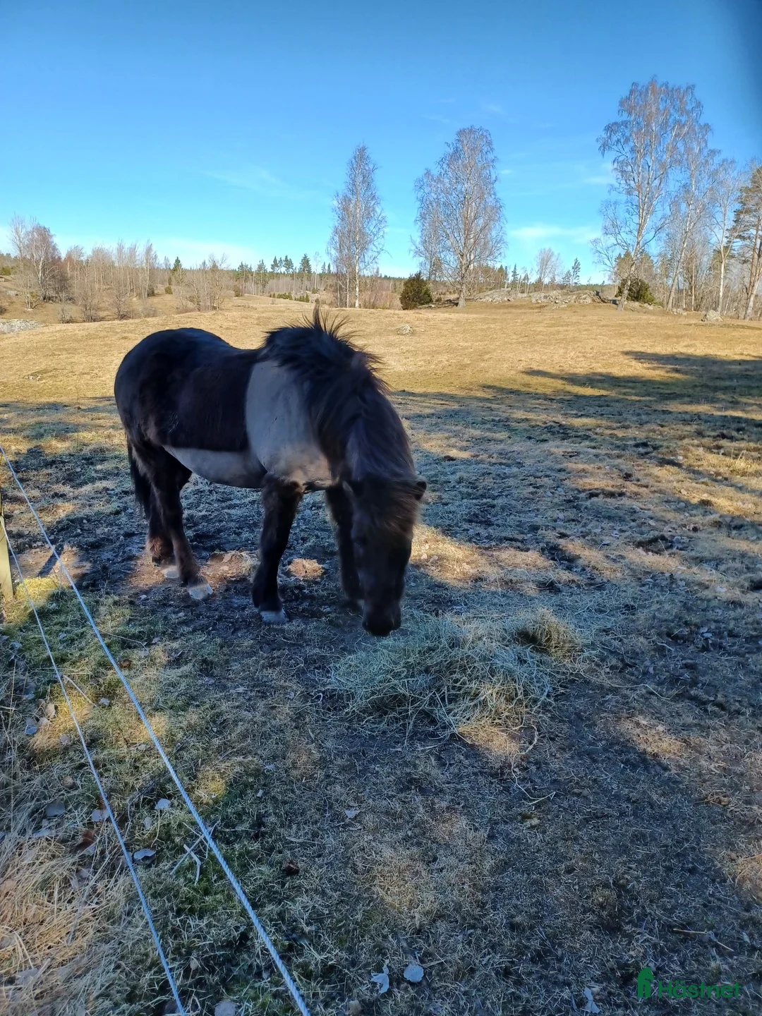 Island hästar till salu: SÅLD Familjehäst  - Annons 3