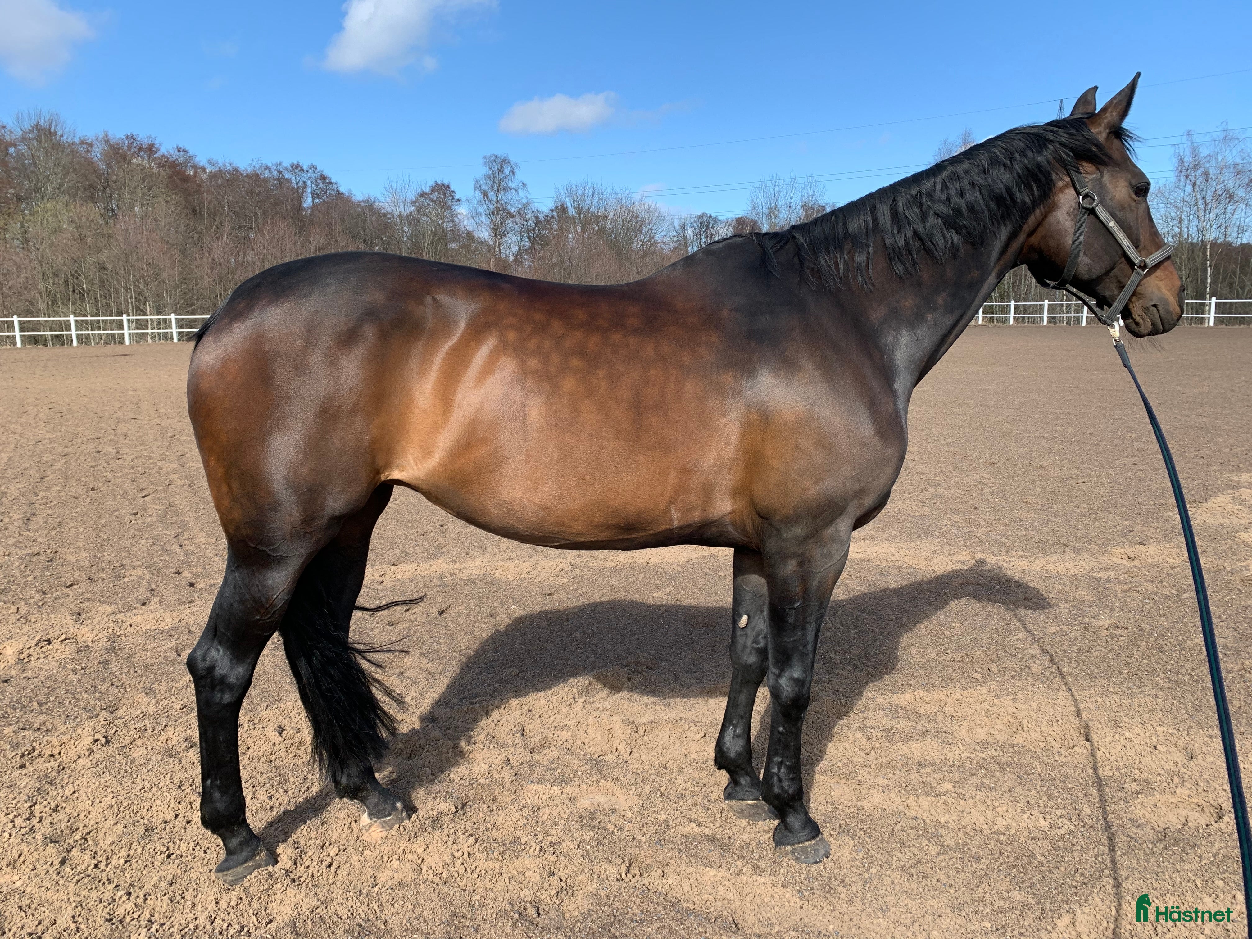  hästar Flott avelssto - Annons 10