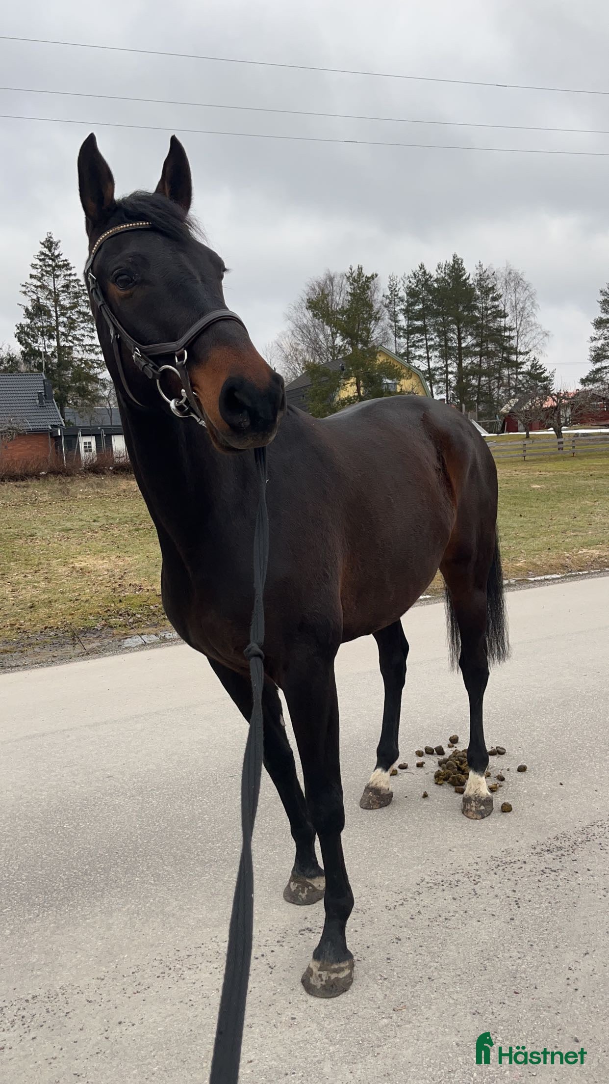  hästar Avel/projekt i Enköping - Annons 20