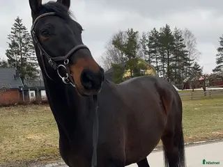 hästar Avel/projekt i Enköping - Annons 20