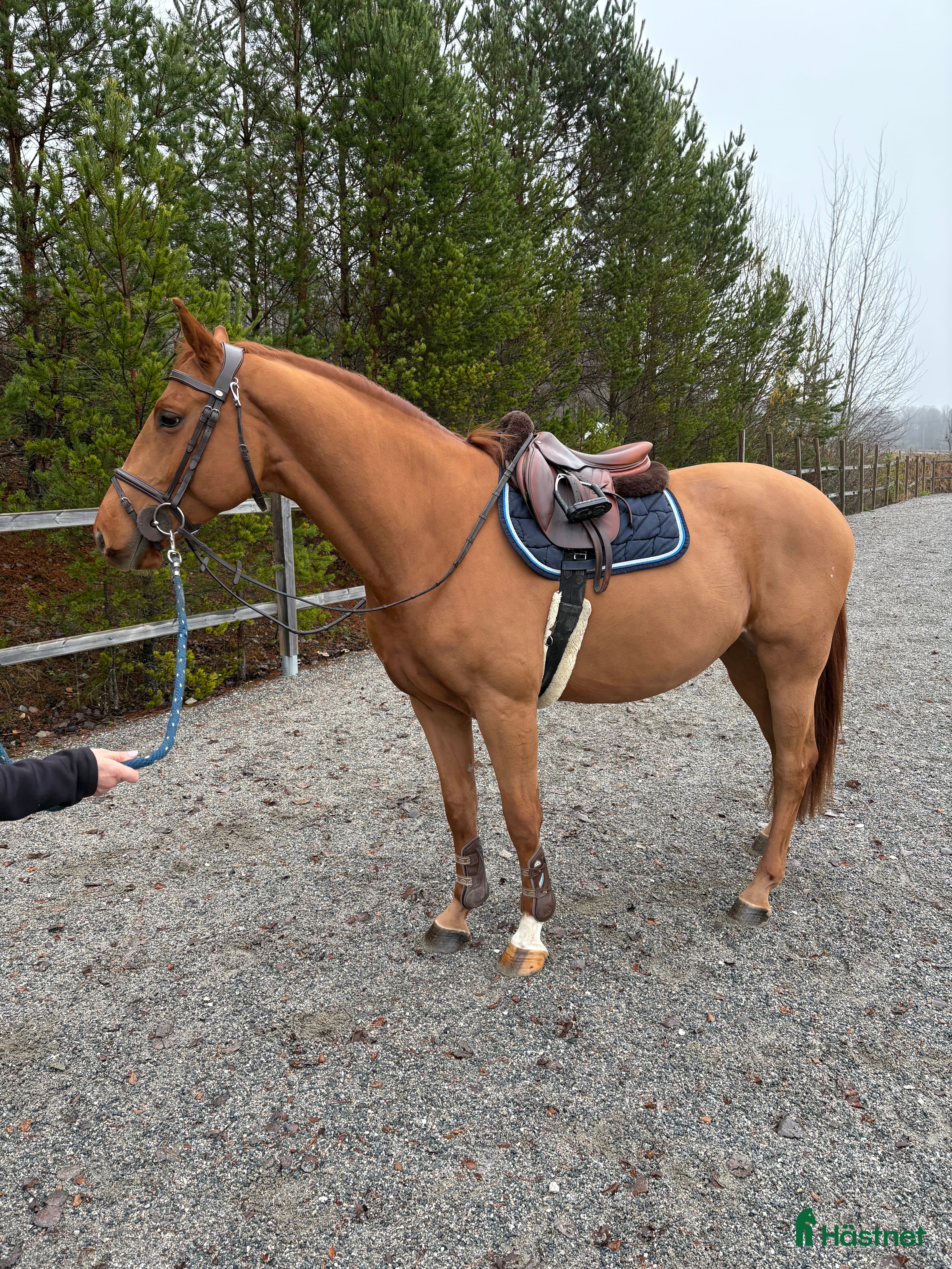  hästar Lovande unghäst 🌟 i Örebro - Annons 12