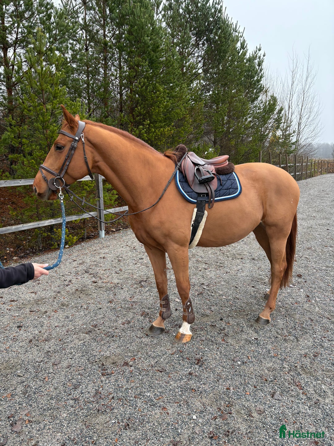 Hoppning hästar till salu: Lovande unghäst 🌟 i Örebro - Annons 1