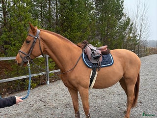 Hoppning hästar till salu: Lovande unghäst 🌟 i Örebro - Annons 1