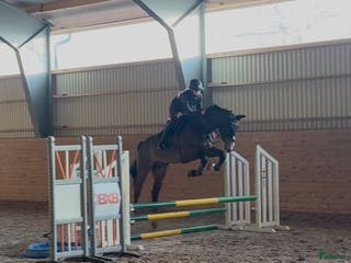 hästar Fynd 🌟 - Annons 5