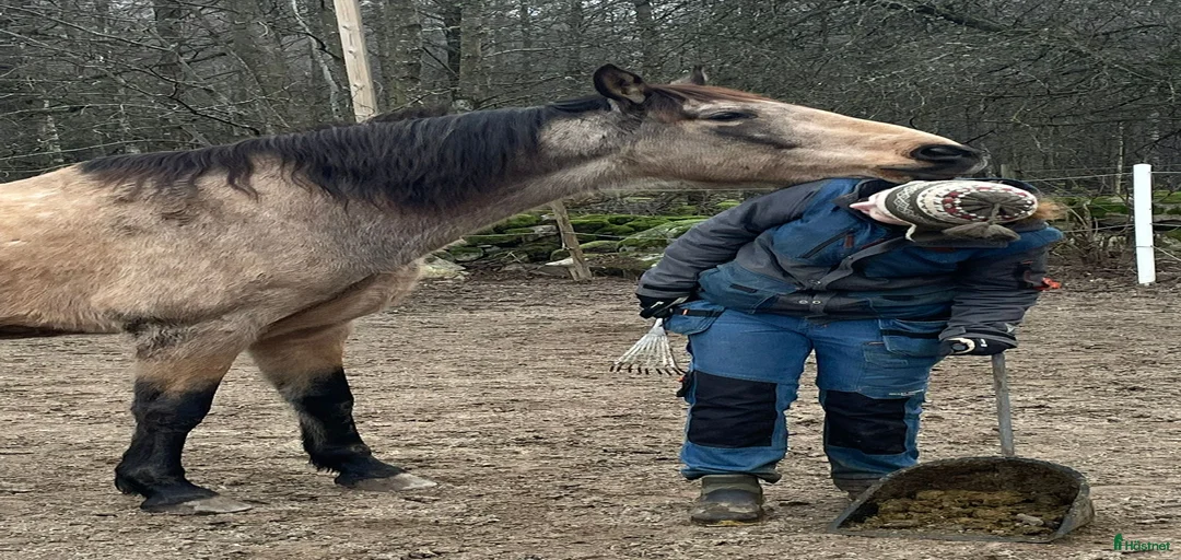 Galleribild {{count}}