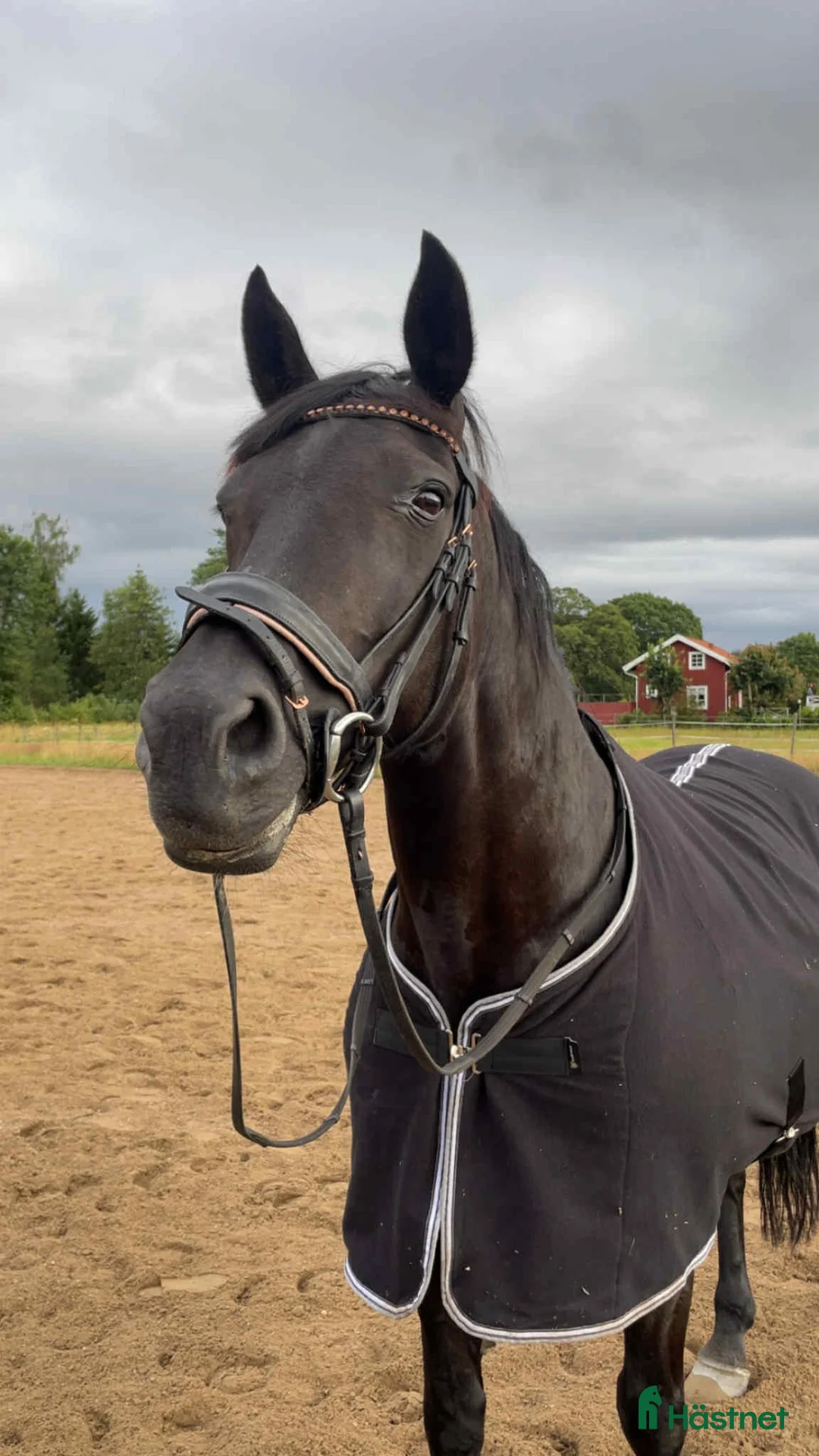 Galleribild {{count}}