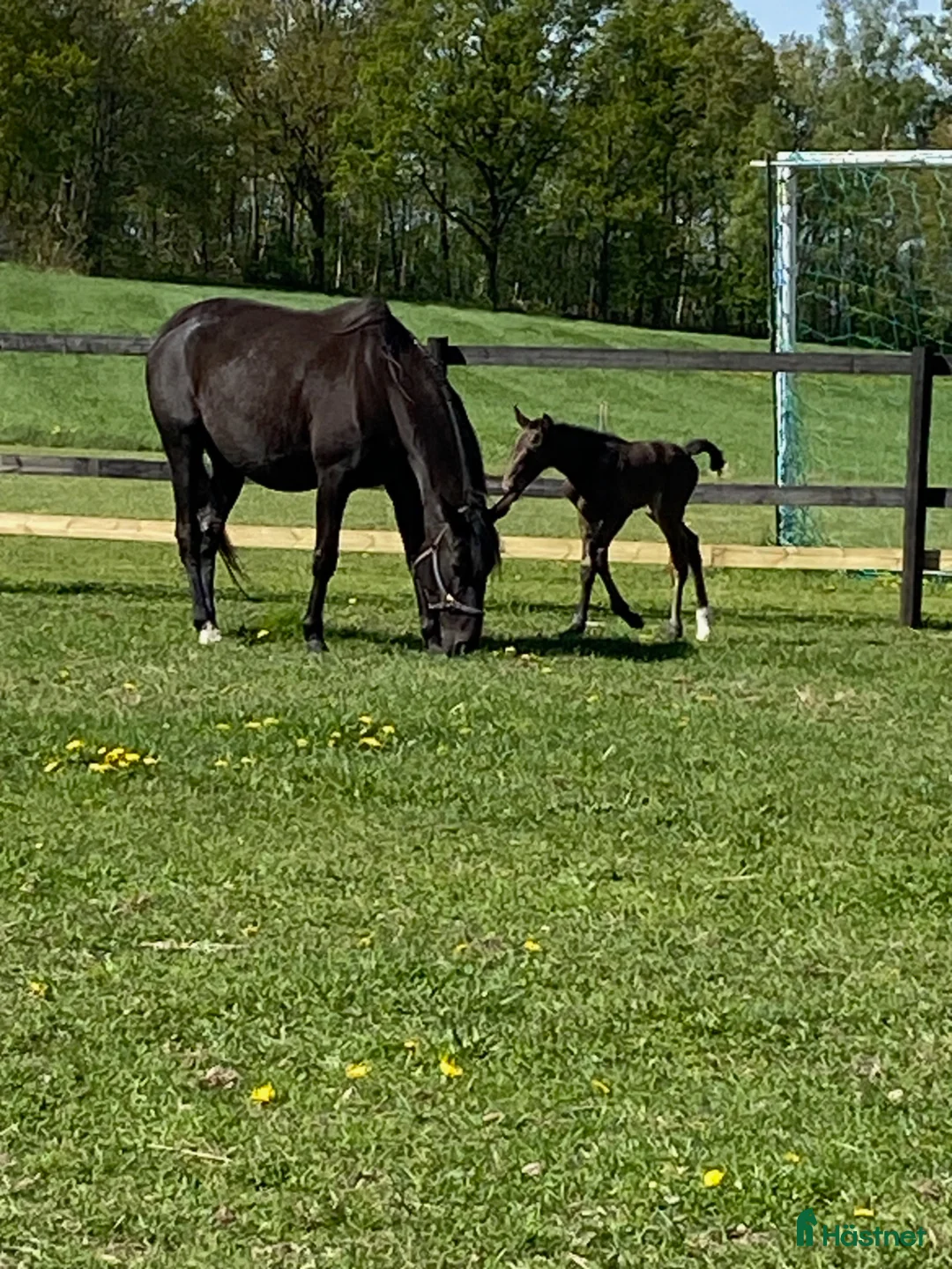 Trav hästar till salu: Fölsto 9år i Laholm - Annons 1