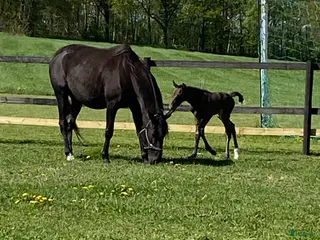 hästar Fölsto 9år - Annons 1