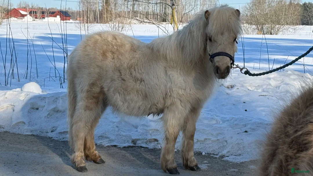 Allround hästar till salu: Två minishettiskillar, isabell och mushroom  i Heby - Annons 3
