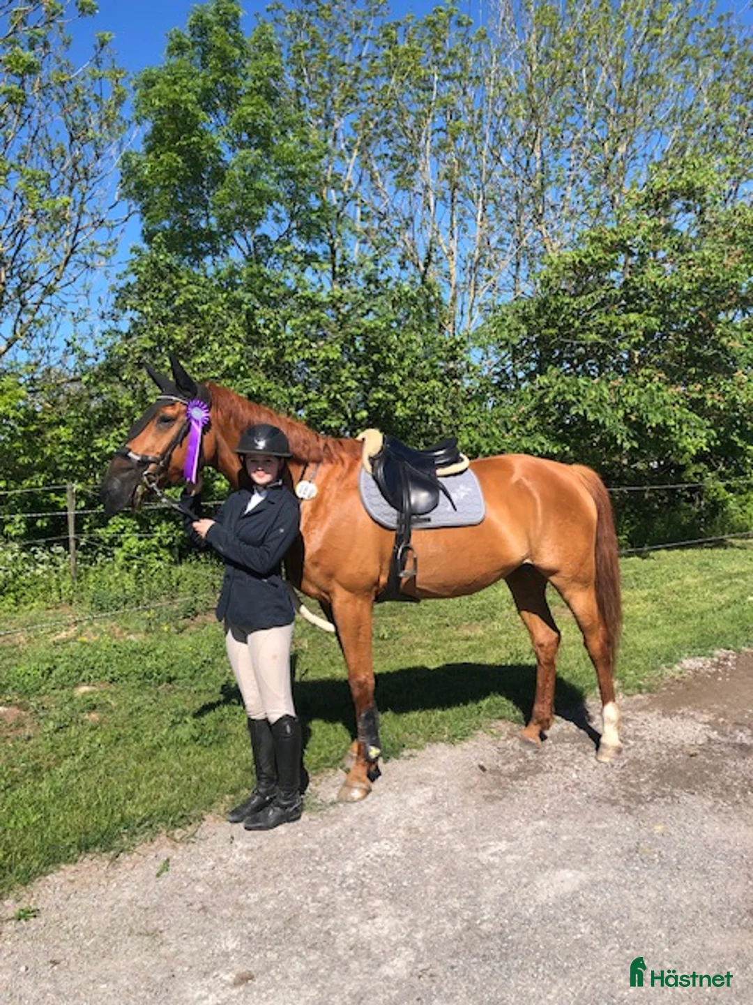 Allround hästar till salu: Fräsch läromästare och bästa vän  i Bergkvara - Annons 5