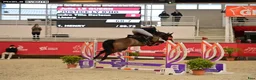 Hoppning hästar till salu: Fremtidig GP ponni tilsalgs - Annons 4