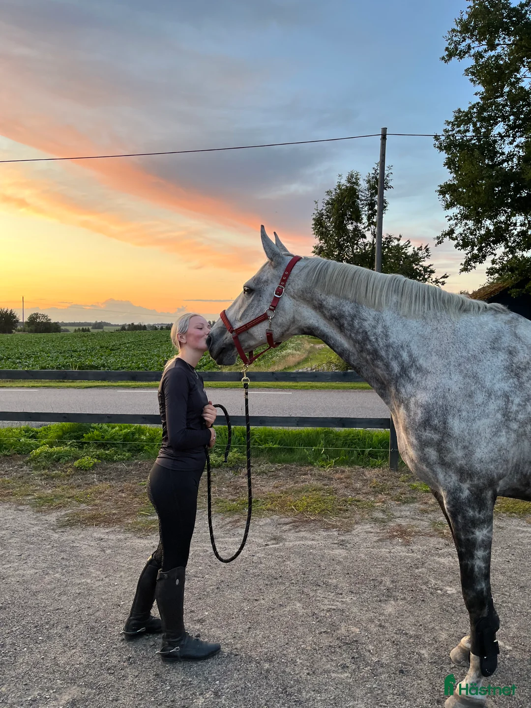 Sällskap hästar till salu: Vackert sto som Sällskap ev skogspromenader  - Annons 11
