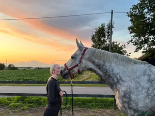 hästar Vackert sto som Sällskap - Annons 8