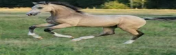 Allround hästar till salu: Vacker welsh cob kille - Annons 3