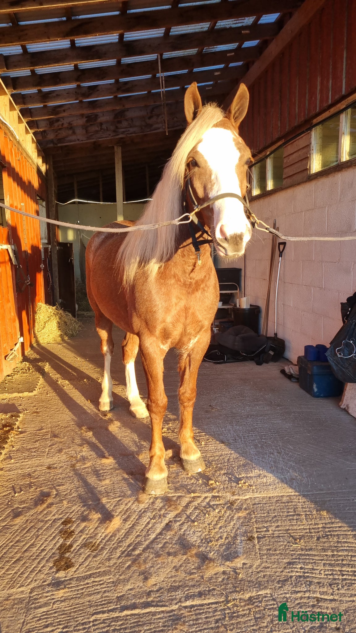  hästar *reserverad*Vackra Madeleine ser efter nytt hem  - Annons 1
