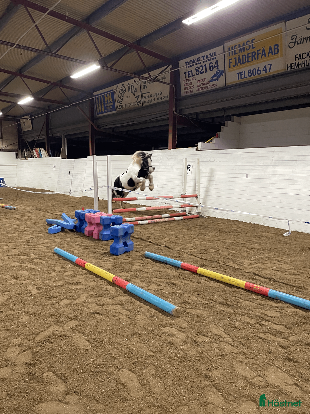 Allround hästar till salu: Rolig hoppglad ponny för rutinerad ryttare i Stånga - Annons 2