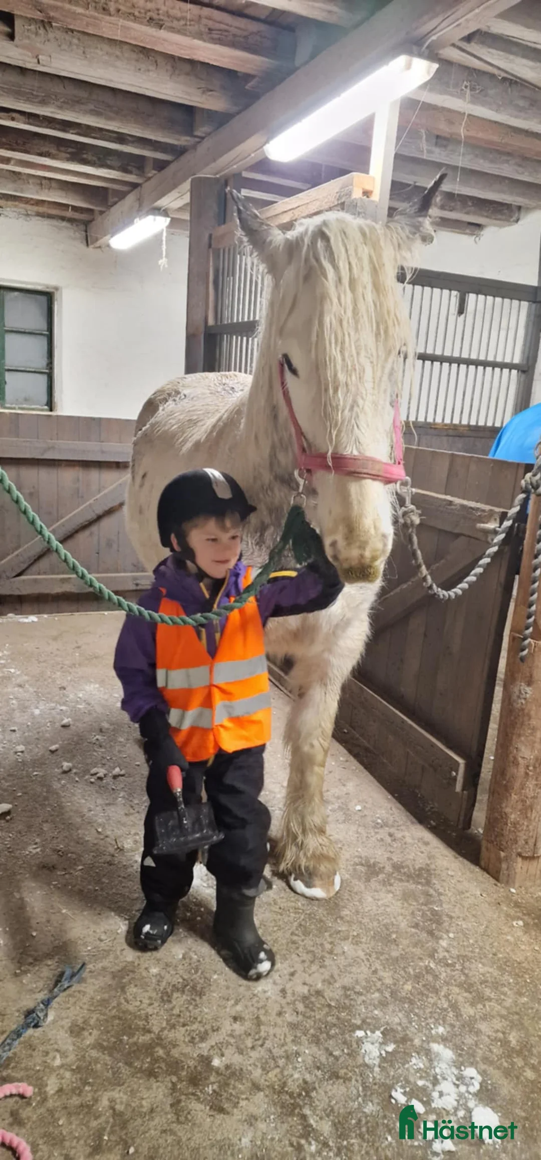 Allround hästar till salu: Stort pampigt sto - Annons 2