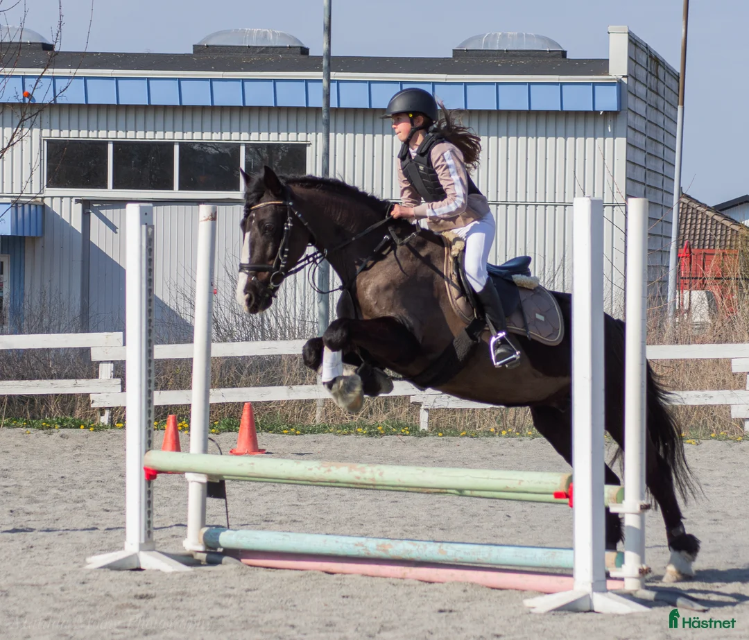 Allround hästar sökes: Medryttare finnes i Helsingborg - Annons 1