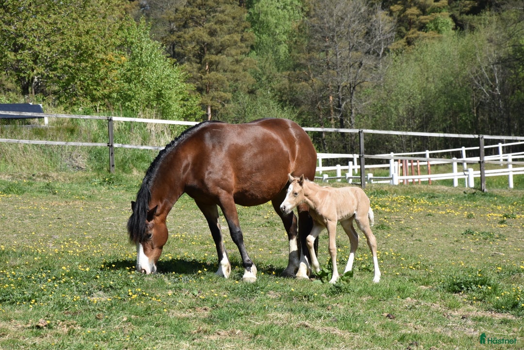 Allround hästar till salu: Welsh cob stoföl med fart i! i Partille - Annons 9