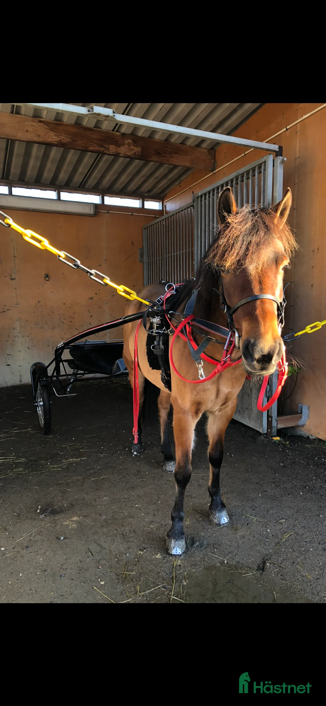 Allround hästar till salu: Elvaårigt gotlandsruss säljes i Kungsbacka - Annons 3