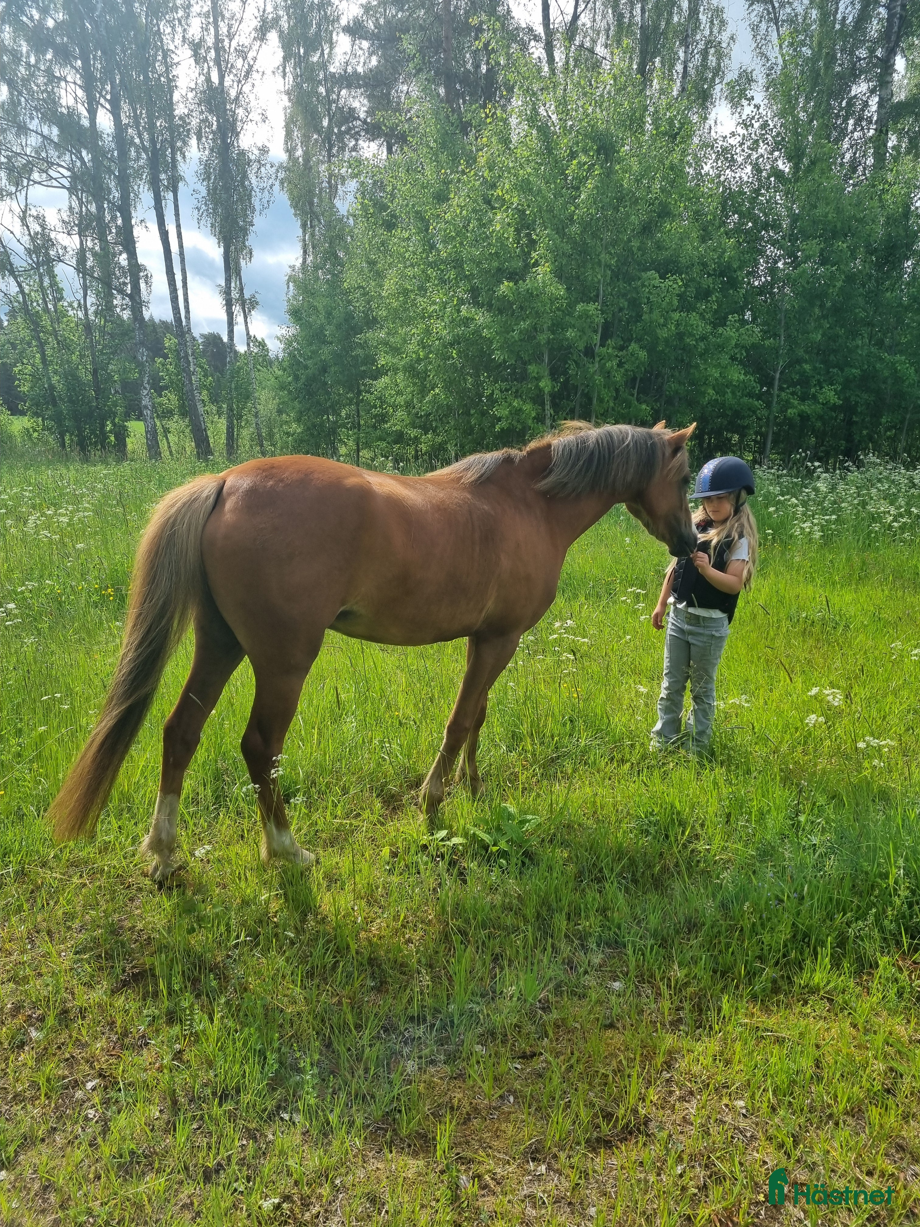  hästar ✨Lillemons Lima ✨ i Timmersdala - Annons 10