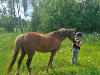 hästar ✨Lillemons Lima ✨ i Timmersdala - Annons 10