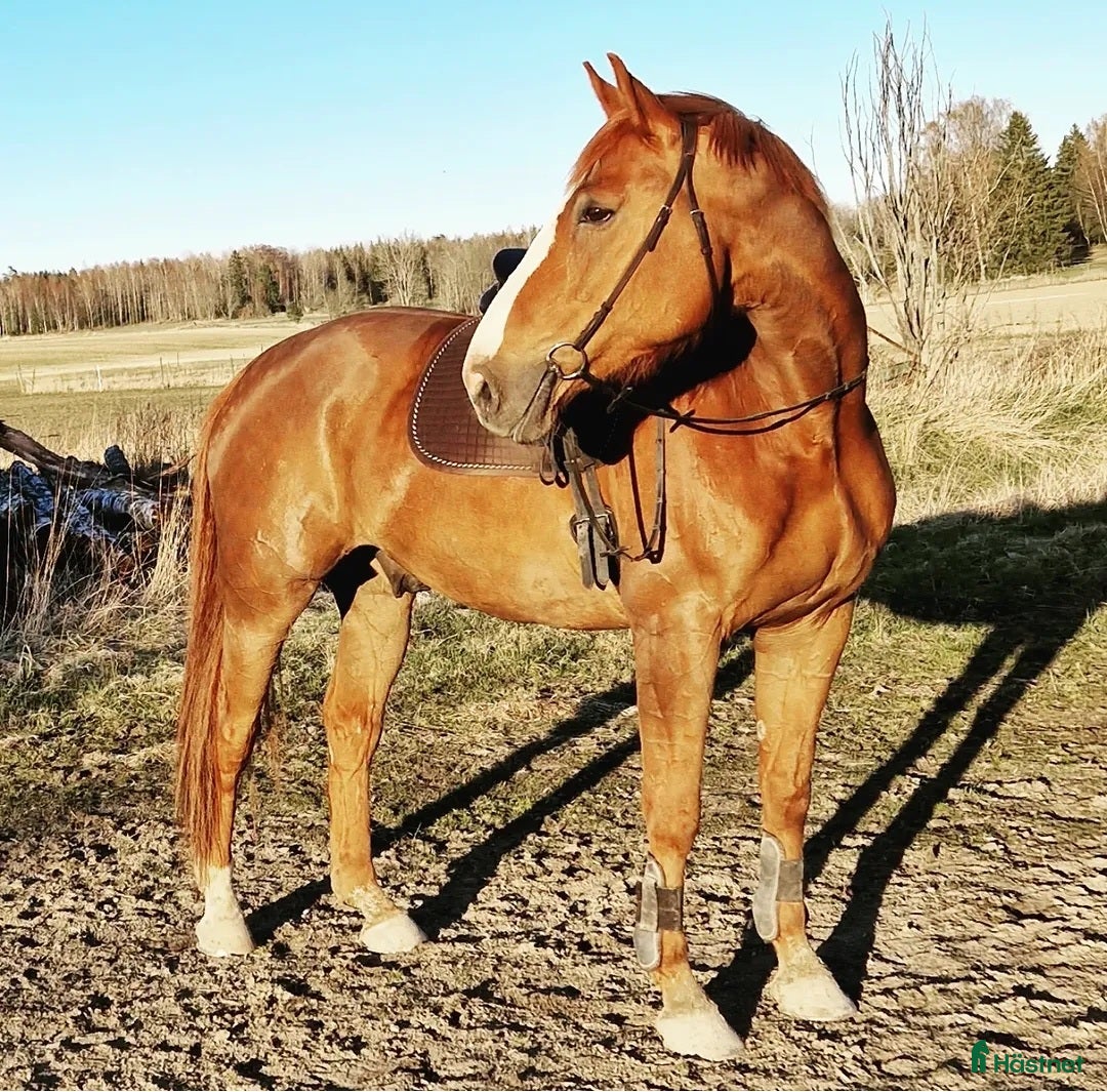  hästar Allroundhäst med känsla & egen motor - Annons 2