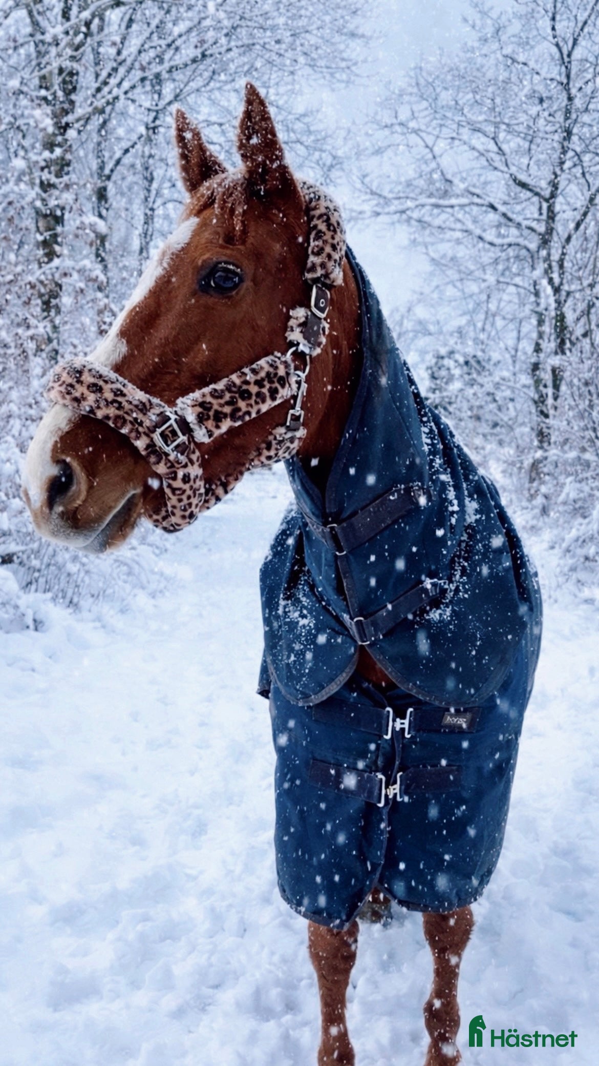  medryttarhäst finnes: Underbart sto! - Annons 5