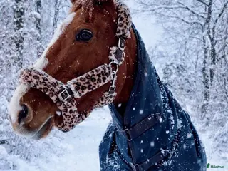 medryttarhäst finnes: Underbart sto! - Annons 5