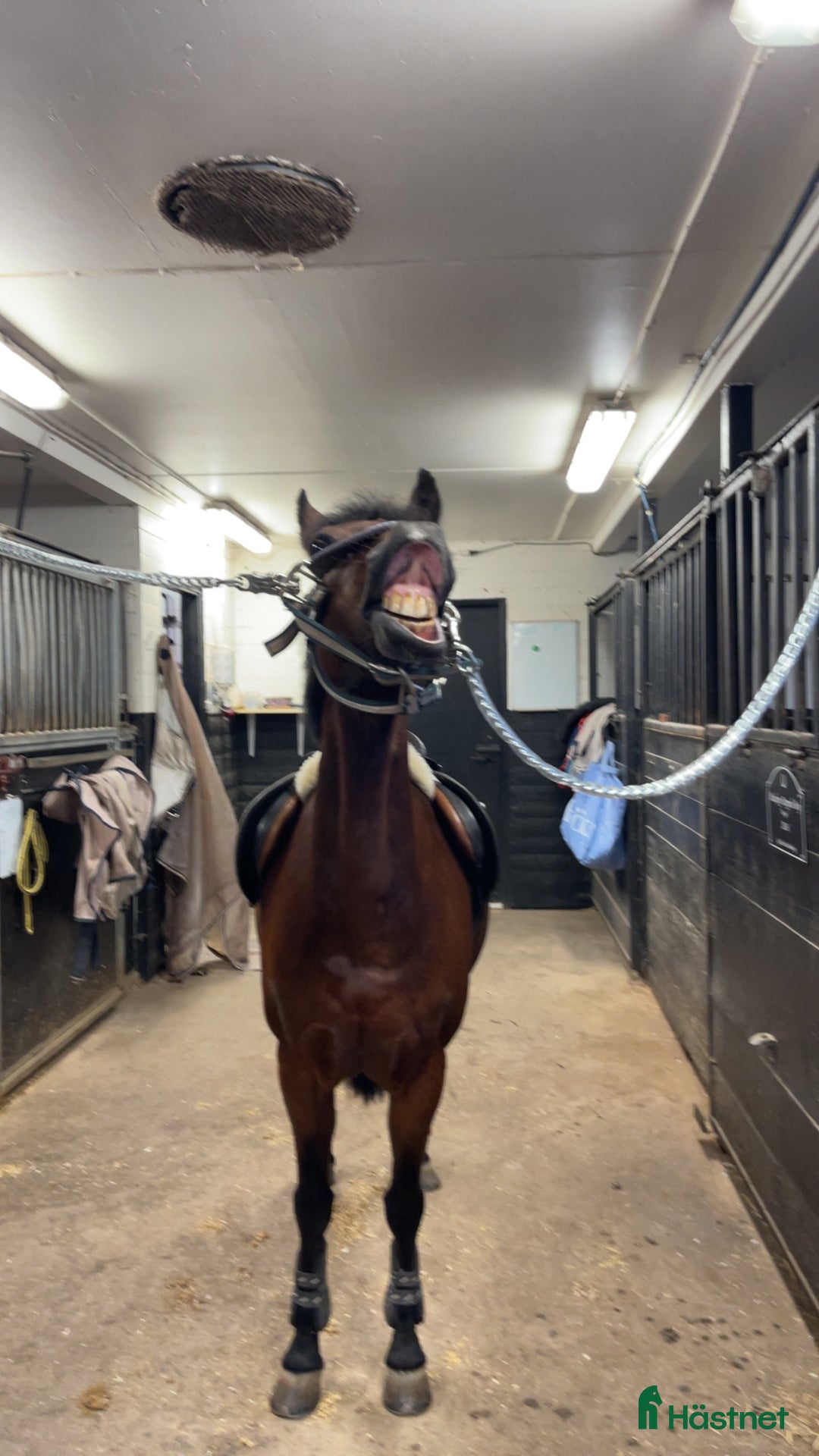 Hoppning hästar till salu: Rosett plockare i Sala - Annons 12