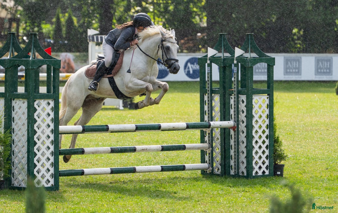 Hoppning hästar till salu: Conemara sport pony i Stockholm - Annons 12
