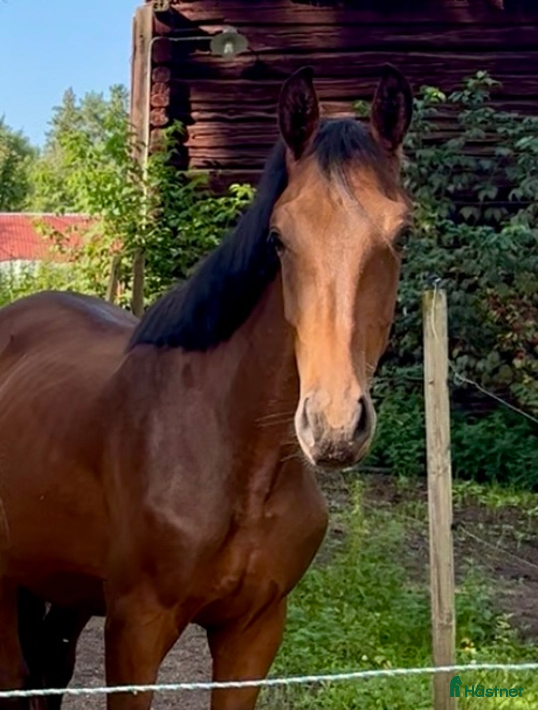 Dressyr hästar till salu: Dressyrstammad hingst 1,5år i Degerfors - Annons 3