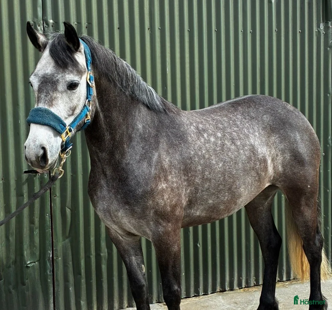 Allround hästar till salu: Beautiful Connemara mare - Annons 1