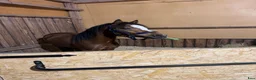 Allround hästar sökes: Projekt ponny sökes - Annons 1