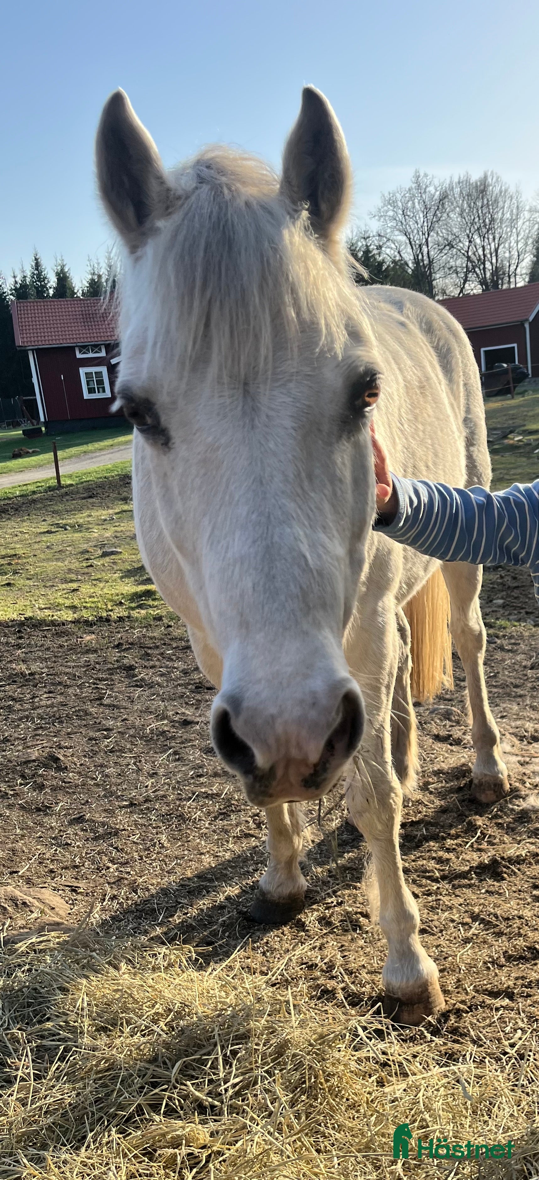  hästar Snäll B-ponny  i Ryssby - Annons 11
