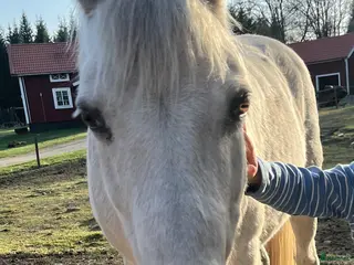 hästar Snäll B-ponny i Ryssby - Annons 11