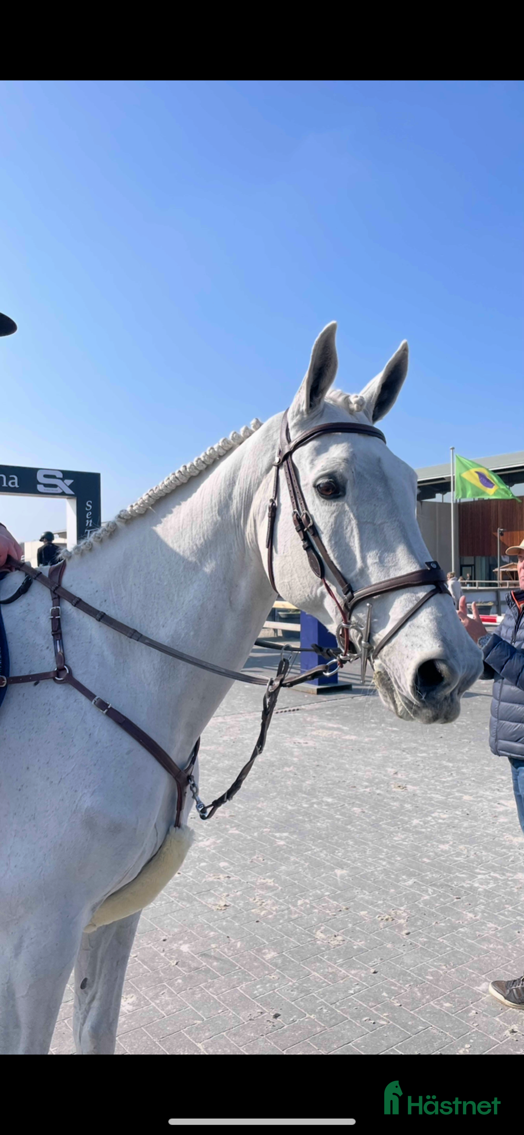 Hoppning hästar till salu: TOP CHILDREN/JUNIOR HORSE FOR SALE - Annons 2